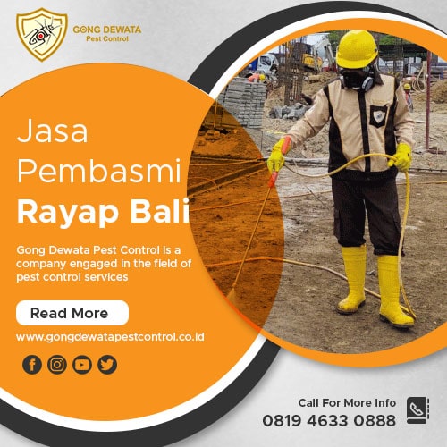 Jasa pembasmi rayap di bali