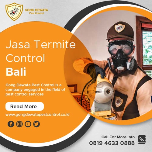 Jasa termite control bali